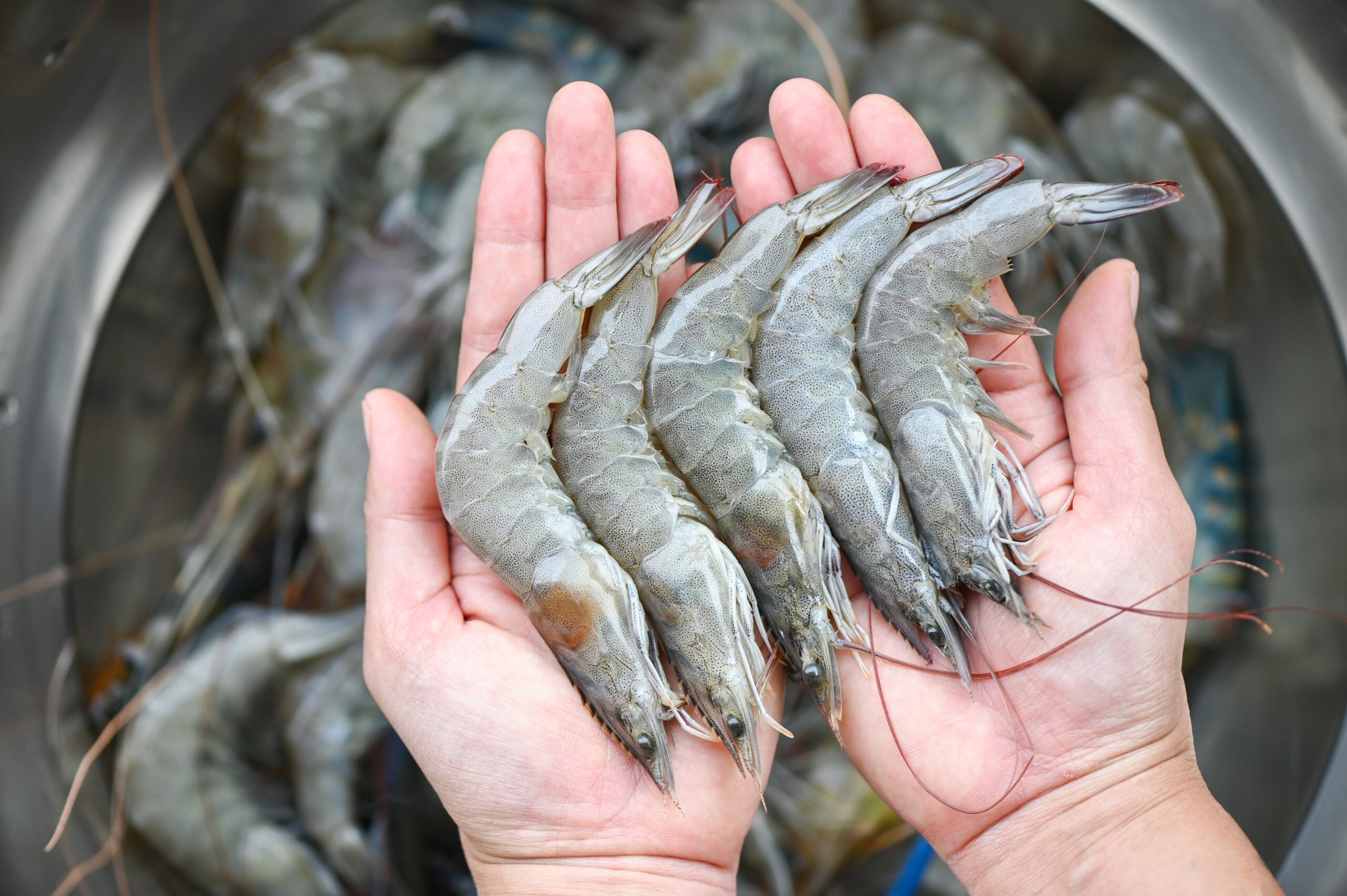 Must-Know: Nutri Feeds’ Excellence in Shrimp Feed